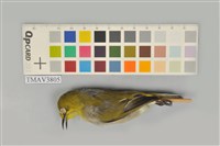 藏品(綠繡眼)的圖片